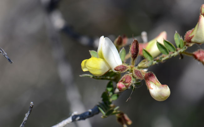 Rosary Babybonnets bloom from March to April and set fruit shortly thereafter. The fruit is a narrow-constricted pod. Coursetia glandulosa